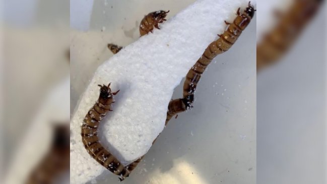   Descubren un gusano que puede alimentarse con poliestireno 