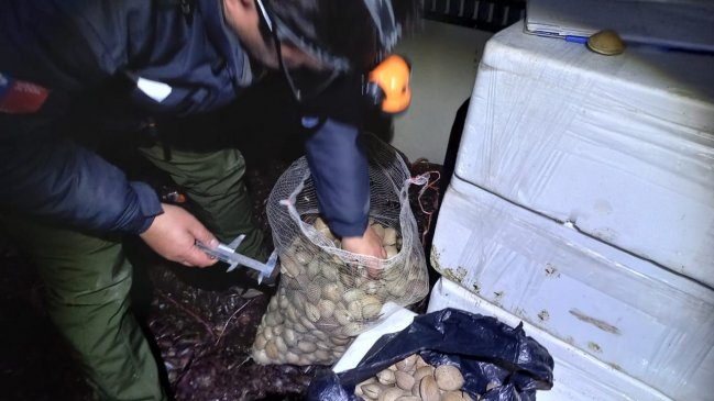  Autoridades incautaron 1.245 kilos de almejas bajo la talla mínima en Chacao  