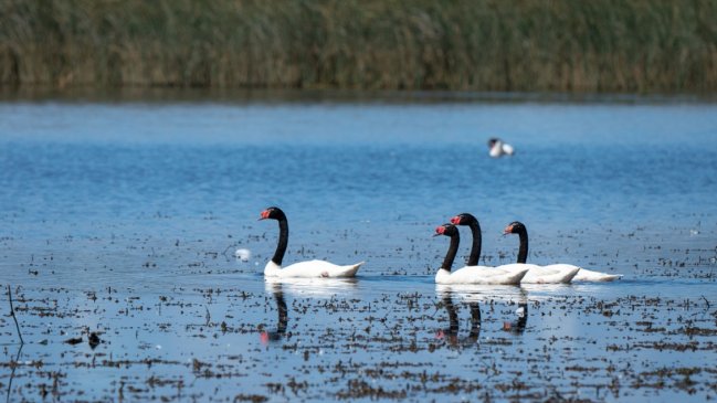 Fuerte descenso en la población de cisnes en Valdivia: Pasaron de 22 mil a 2.000 en dos años