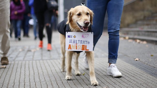 Condenan a sujeto por maltratar y dar muerte a perro de su pareja en San Fernando