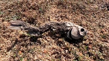   ¿Embalse o cementerio? Sequía amenaza con extinguir el lago Peñuelas 