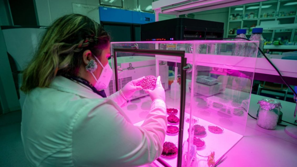 Investigadores de Talca desarrollan cultivos que podrían subsistir en Marte