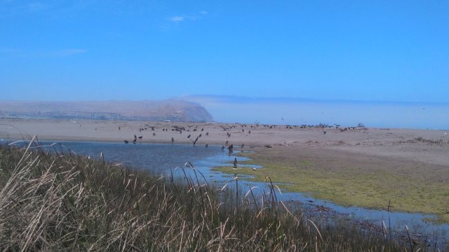 Agricultora acudió a la Justicia ambiental contra humedal urbano del Río Lluta