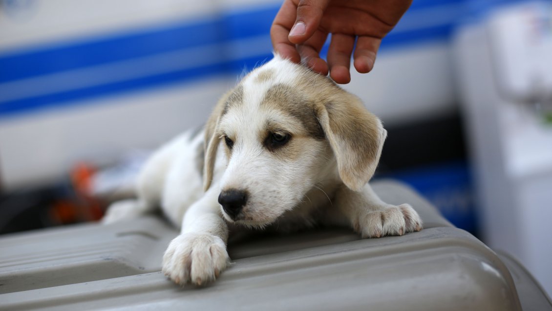Corte ordena a condominio a devolver multas cursadas a residentes por tener mascotas en sus departamentos