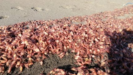   Sernapesca toma muestras tras varazón de crustáceos en Chiloé 