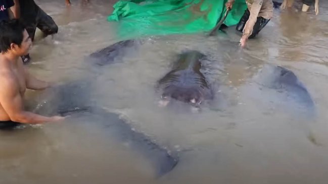   Descubren en Camboya el pez de agua dulce más grande del mundo 