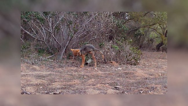 Conaf detectó un zorro con posible sarna y pidió a la población no llevar mascotas a reservas nacionales