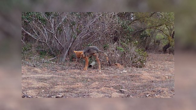   Conaf detectó un zorro con posible sarna y pidió a la población no llevar mascotas a reservas nacionales 