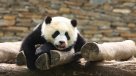 Conociendo más de los pandas: ¿Cuál es su edad media de reproducción?