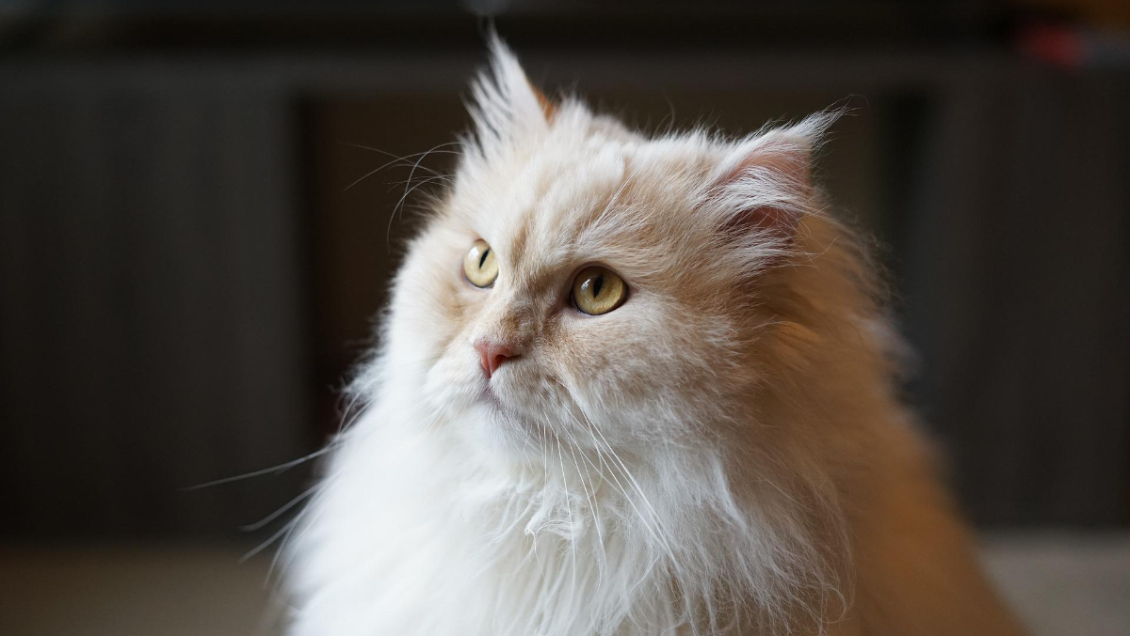 Gatita logra sobrevivir tras pasar 46 minutos dentro de una lavadora en funcionamiento