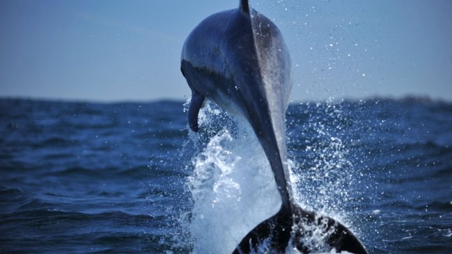 Cambio climático ha generado un aumento de las olas de calor marinas en Chile