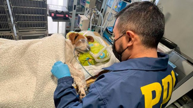 Juzgado de Garantía de Puente Alto declaró admisible querella por caso de perro que fue acuchillado