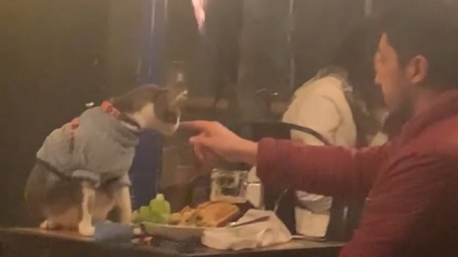 Gatito se hizo famoso por 