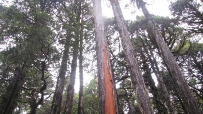 Conaf denunció daño a 29 alerces en parque nacional de Los Ríos
