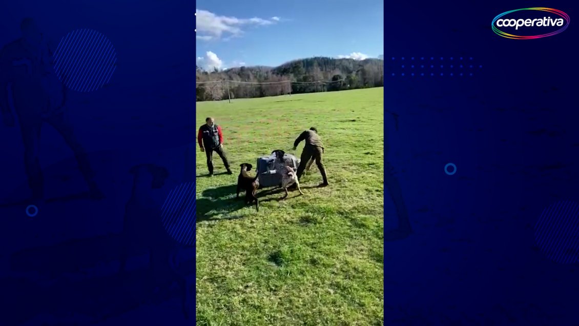 Juzgado declaró admisible querella por caso de maltrato animal de funcionario del SAG