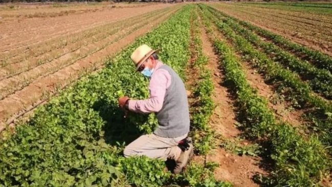 Minagri extendió emergencia agrícola por seis meses en la Región de Coquimbo