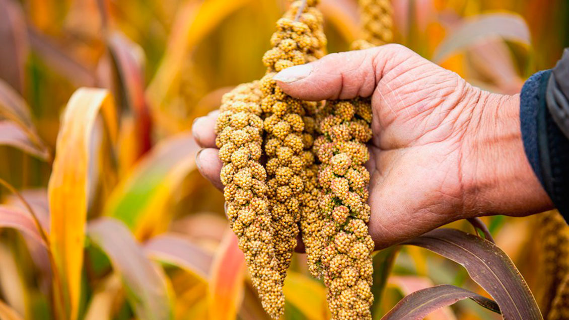 Estudio revela existencia de agricultura sostenible en norte de China hace 5.500 años