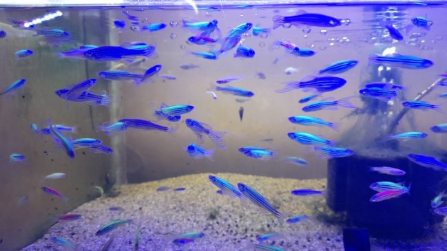 Sernapesca y PDI incautaron peces genéticamente modificados en tienda de Maipú