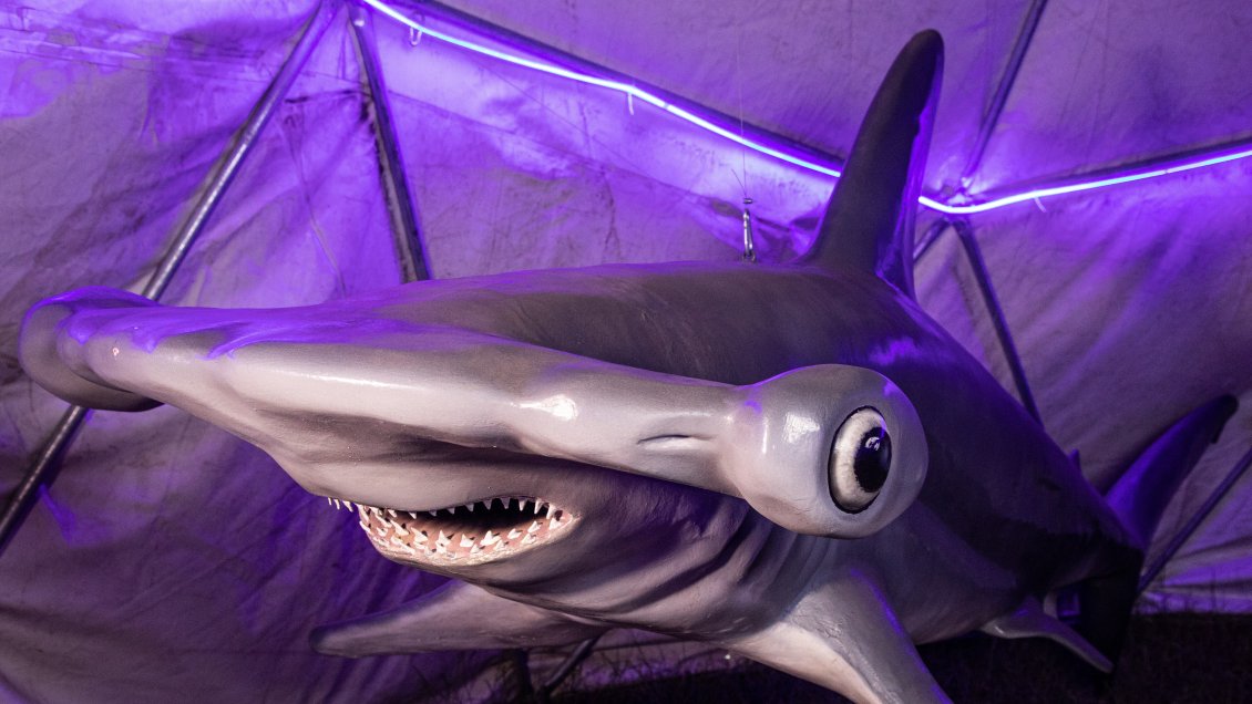 A escala real: muestra repasa las 58 especies de tiburón que habitan Chile