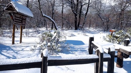   La nieve tiñó de blanco la Reserva Nacional Altos de Lircay 