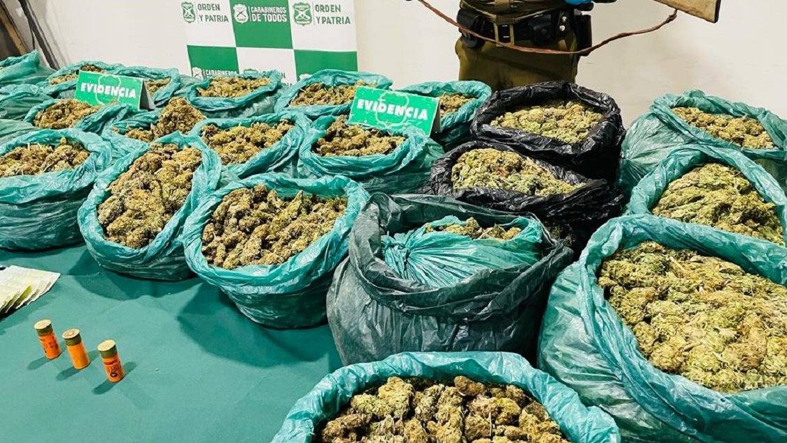 Carabineros incautó 24 kilos de marihuana ocultos en una quebrada de Ovalle