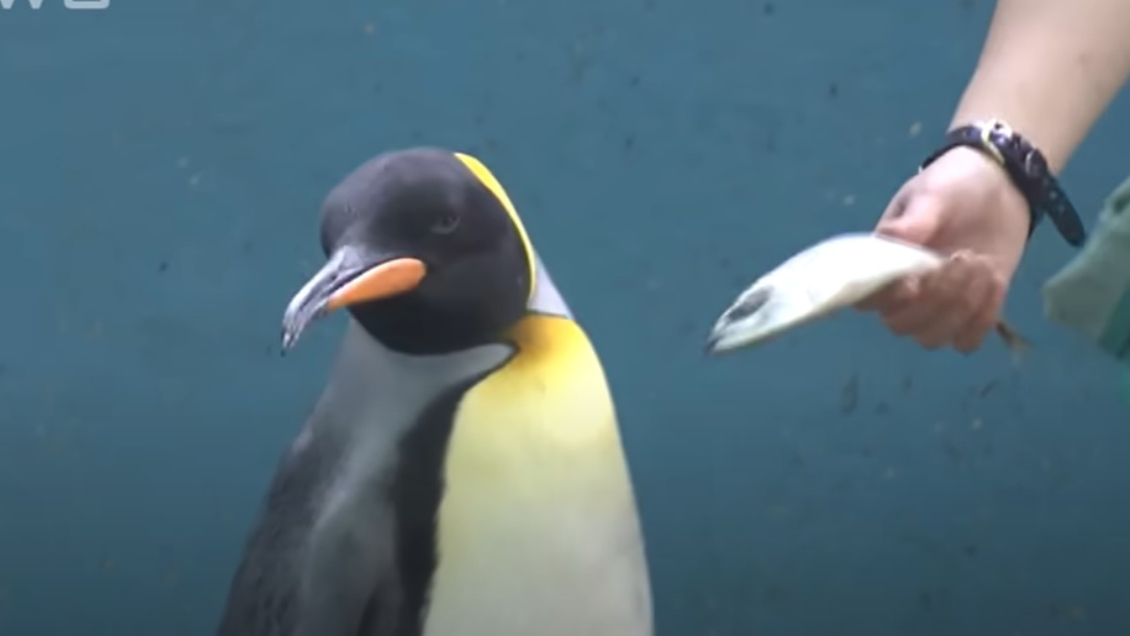 No se conforman: Pingüinos de un acuario se resisten a comer pescado más barato