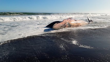   Sernapesca investiga de qué murió la ballena que varó en la costa de Constitución 