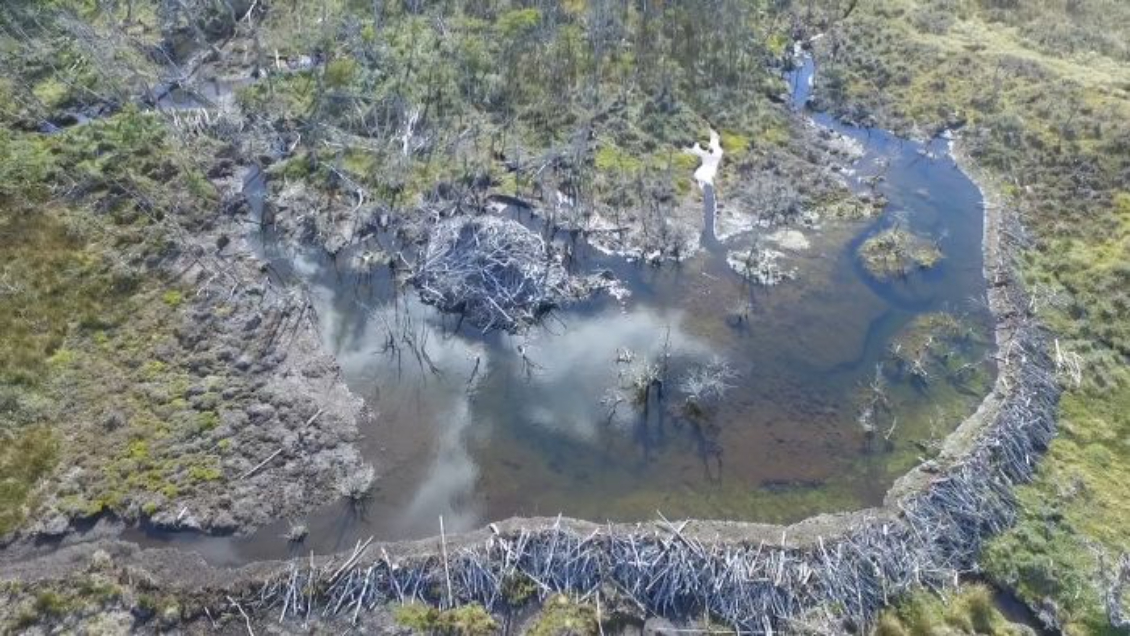 Gobierno elaboró plan a 15 años para controlar y erradicar de Magallanes a los castores