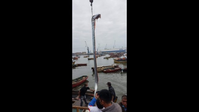 La extraña captura de un pez remo en Arica
