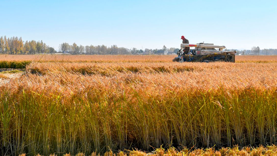 Ucrania ha logrado dar salida ya a 16 barcos con grano por el Danubio