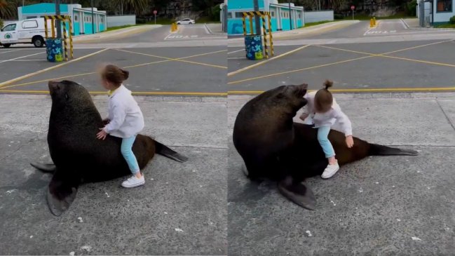 Padres exponen a su hija a un peligroso ataque por incentivarla a montar un lobo marino