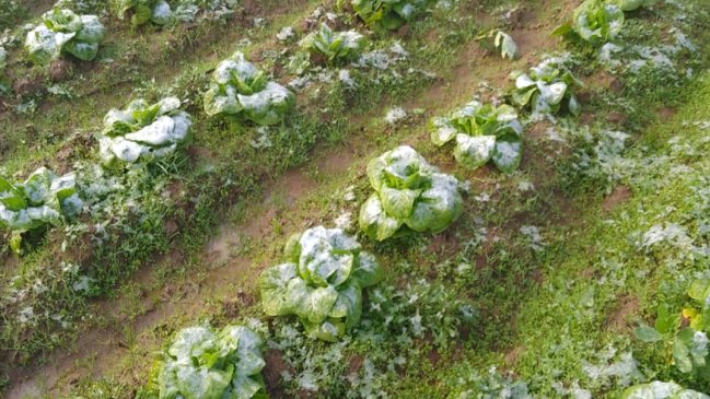 Cerca de 450 agricultores fueron afectados por las nevadas en el Maule