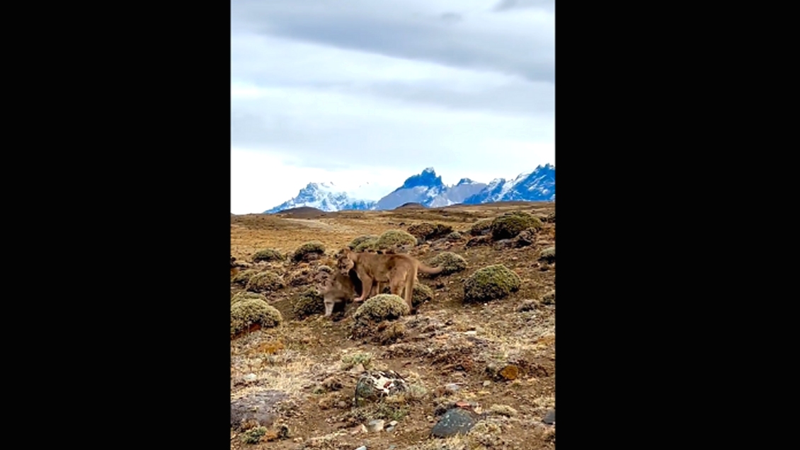 Increíble registro: captan a puma y sus dos cachorros a pocos metros