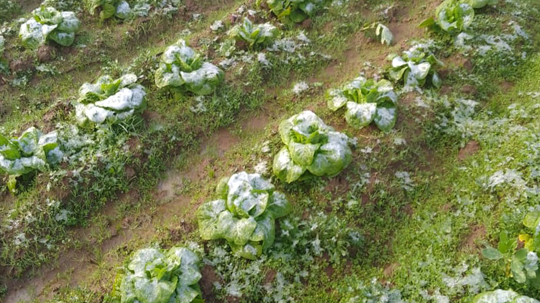 Gobierno decreta emergencia agrícola entre Atacama y Los Ríos tras nevadas y heladas