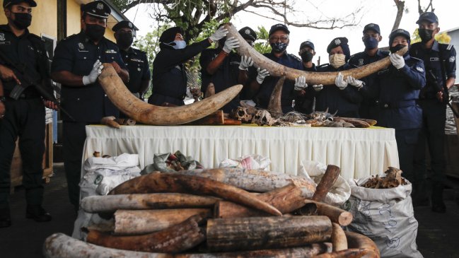  Malasia confiscó contenedor de África con 6.000 kilos de colmillos de elefante  