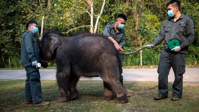   Aumenta la población de elefantes asiáticos en el sur de China 