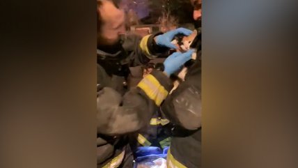  Bomberos rescataron a gatito de incendio en Providencia  