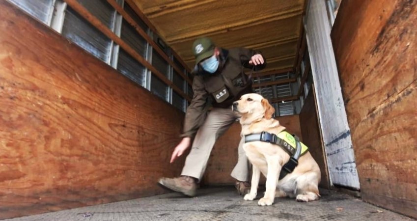 Perquenco: Carabineros incautó siete mil dosis de droga en control vehicular