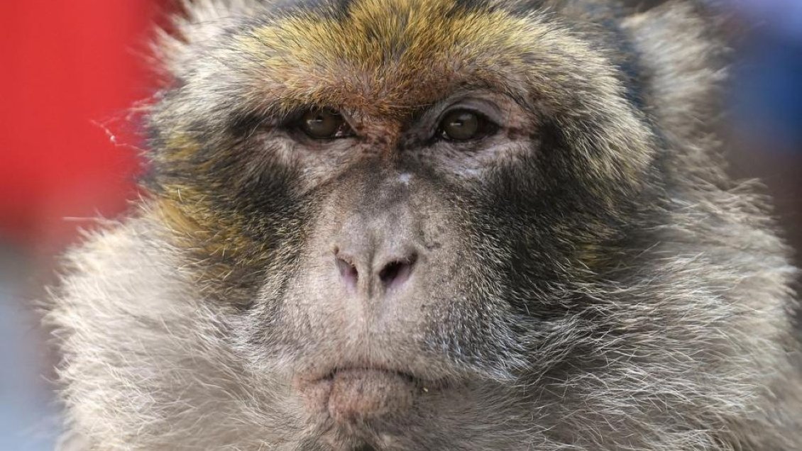 Cerca de 40 heridos por ataques de monos al sudoeste de Japón