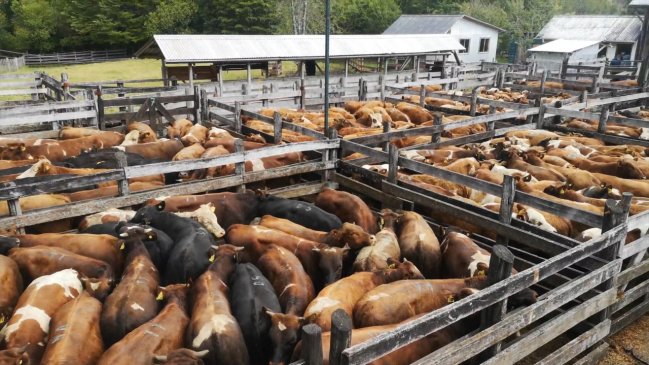 Gobierno declaró emergencia agrícola en siete comunas de la Región de Aysén