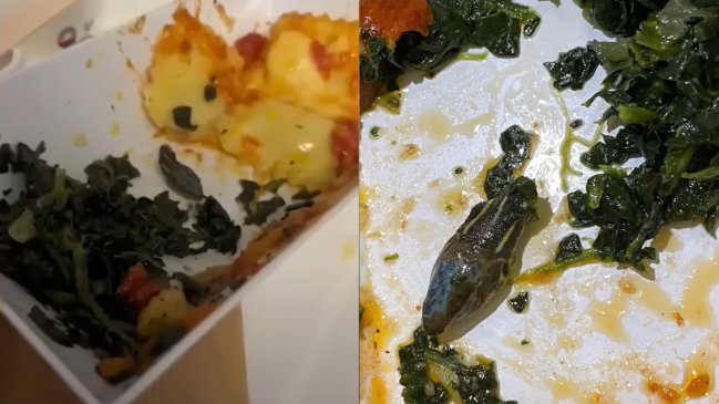 Azafata encontró una cabeza de serpiente en su comida del avión
