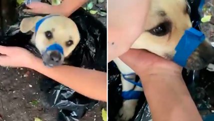   Crueldad humana: Perrito abandonado fue encontrado amarrado dentro de una bolsa de basura 
