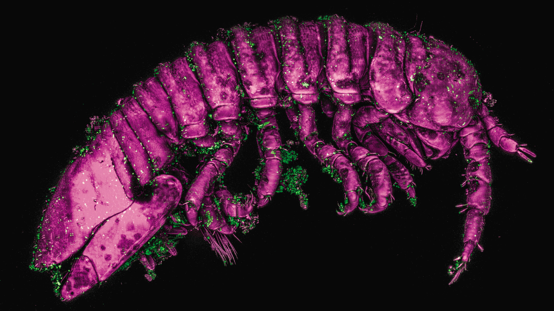 Investigación franco-chilena hace historia al descubrir un pequeño crustáceo que poliniza, cual abeja, las algas
