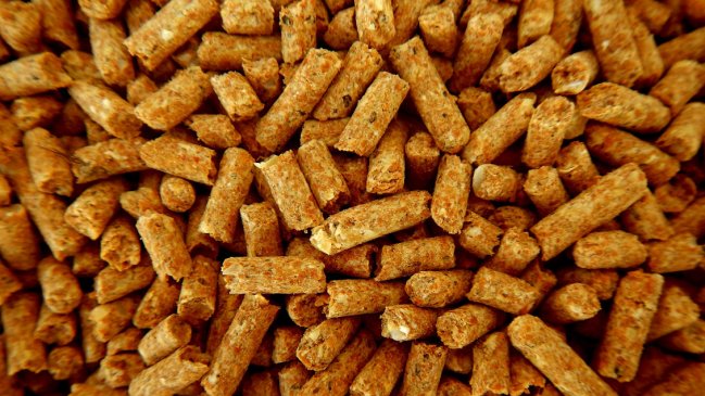 El Biobío mira con esperanza la llegada de nueva planta productora ante escasez de pellet