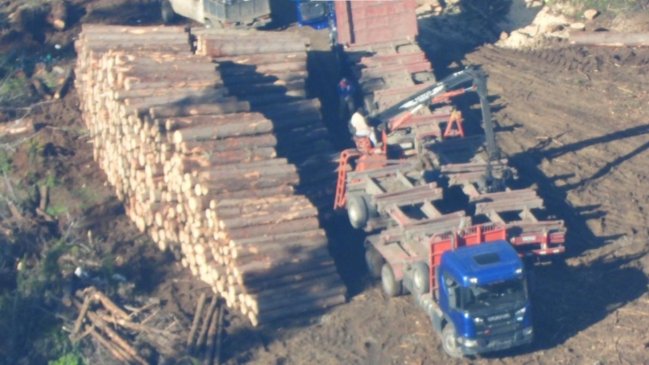  Detectives descubrieron faena ilegal de madera en fundo de Forestal Arauco  