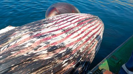   Sernapesca remolcó a ballena jorobada que varó en Mejillones para estudiar las causas de su deceso 