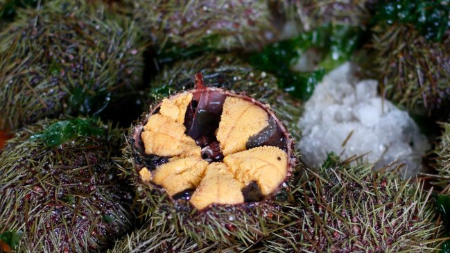 Pescadores de Aysén en alerta: Cuota de 300 toneladas de erizo fue traspasada a Los Lagos