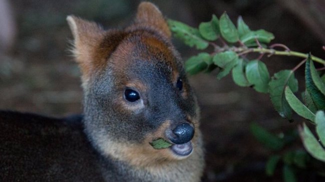 Indignante: Denuncian que un pudú murió tras ser golpeado por una mujer en Dalcahue