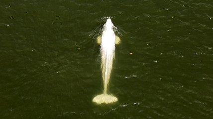   Preocupación por mal estado de ballena beluga en el río Sena 