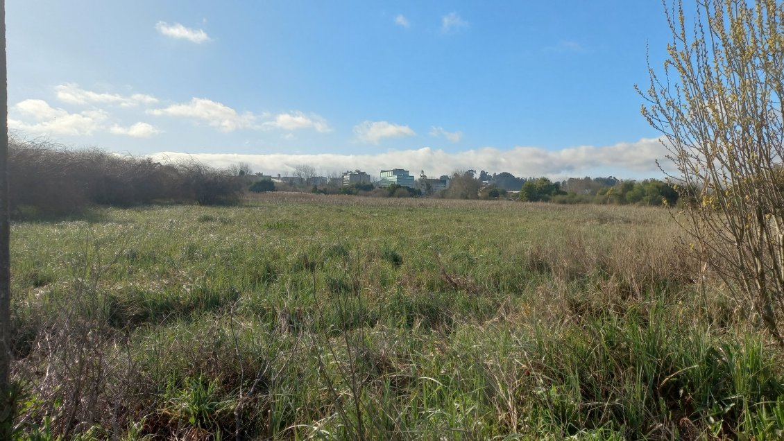 Autoridades solicitaron al Gobierno otorgar protección al humedal Vasco da Gama de Hualpén